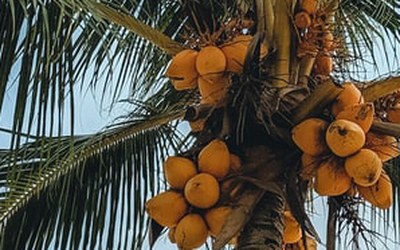 Duurzame Palmolie (RSPO)